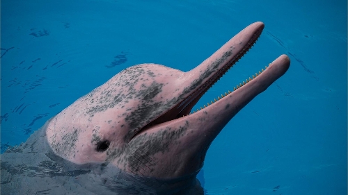 Macao’s Pink Dolphins are ‘Our Friends and Neighbours’