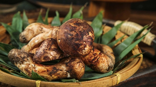 Uma aventura de sabores no reino dos cogumelos