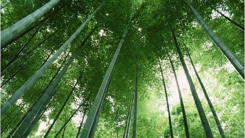 Bambu como alternativa ao plástico