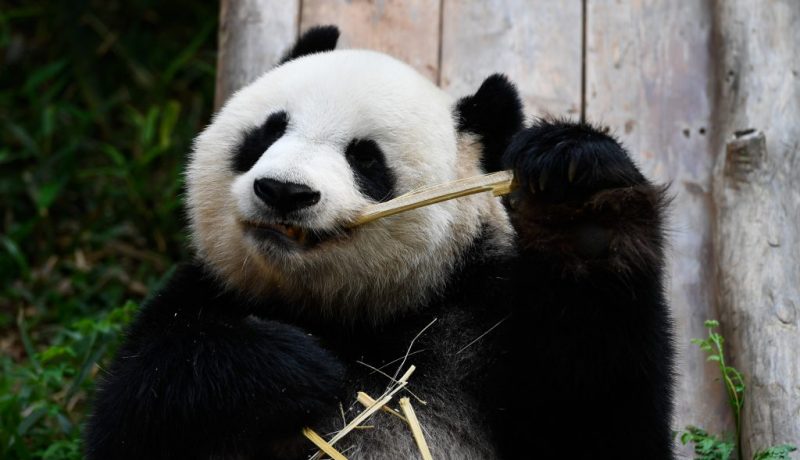 CHINA-HAINAN-HAIKOU-PANDA (CN)