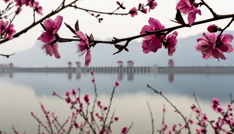 #CHINA-HUBEI-YICHANG-THREE GORGES-SPRING SCENERY (CN)