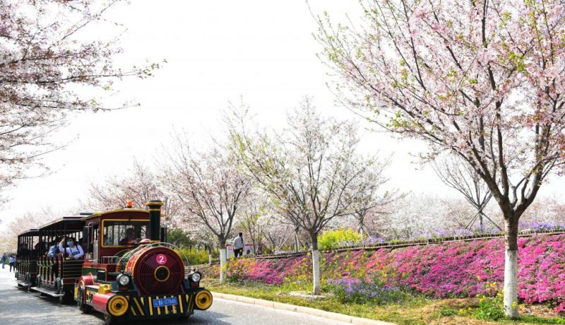 CHINA-HENAN-SPRING-CHERRY BLOSSOMS (CN)