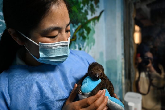 CHINA-ANHUI-HEFEI-SLOTH BABY-PUBLIC (CN) CHINA-ANHUI-HEFEI-SLOTH BABY-PUBLIC (CN)