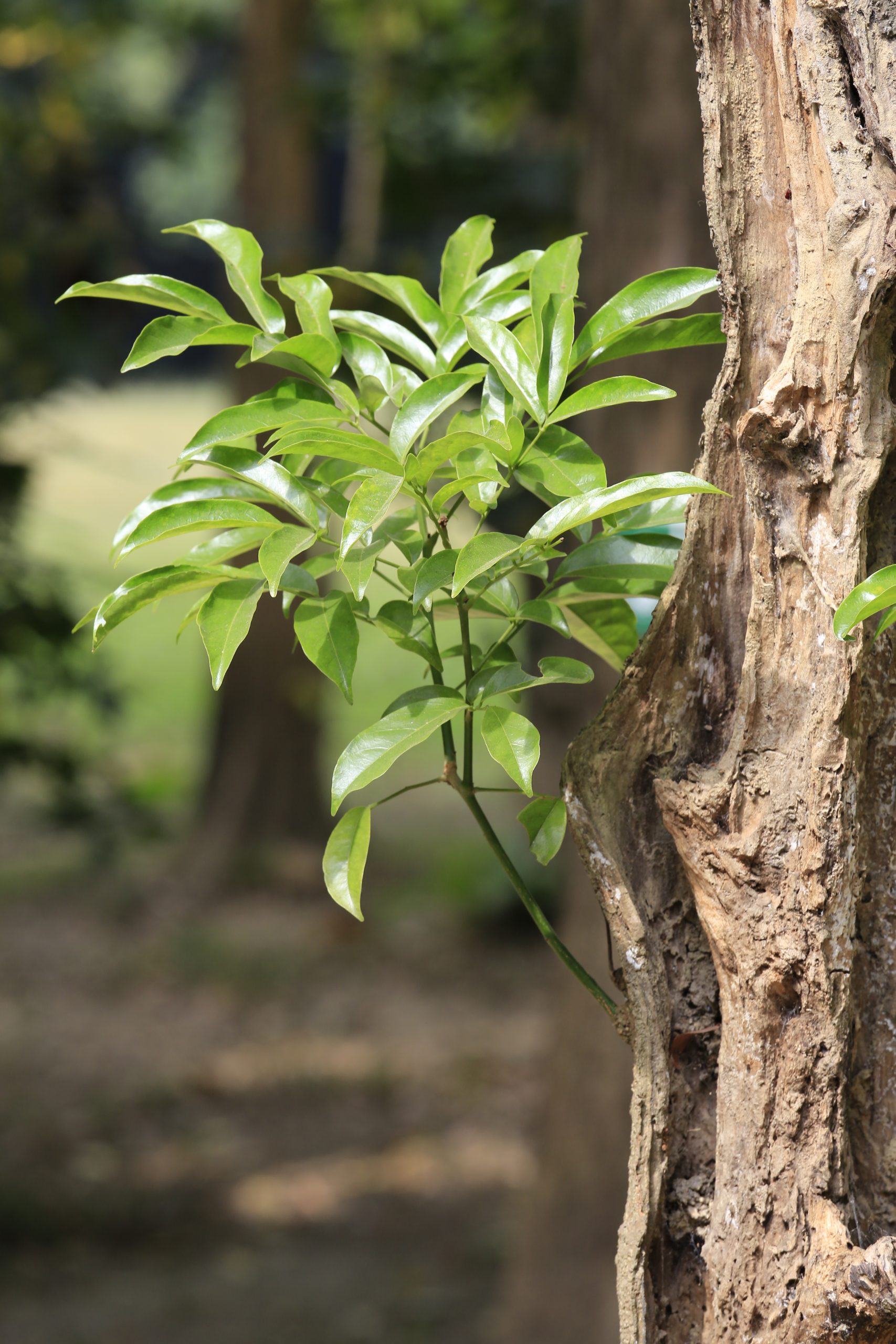 Ormosia pinnata