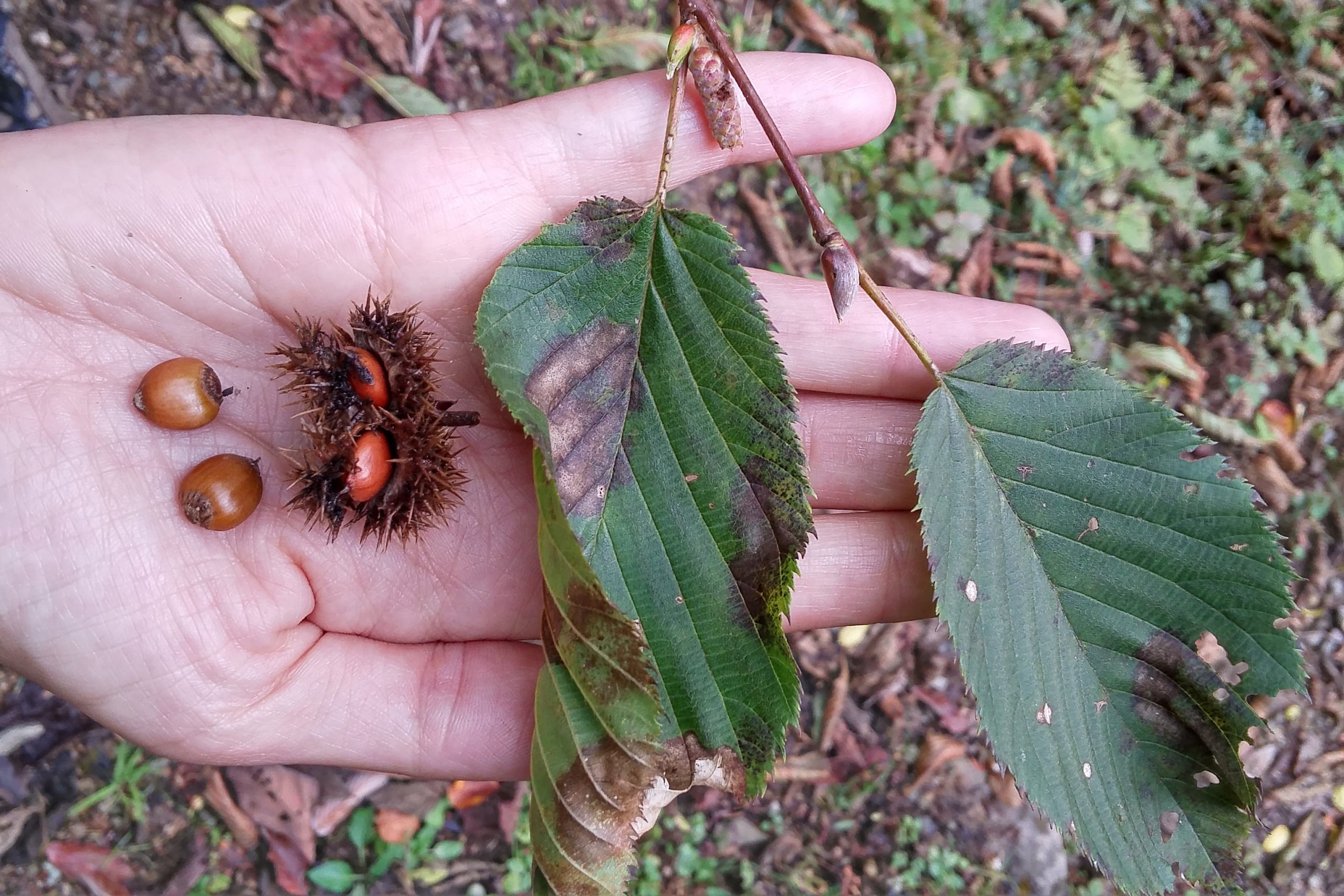 Castanopsis hystrix