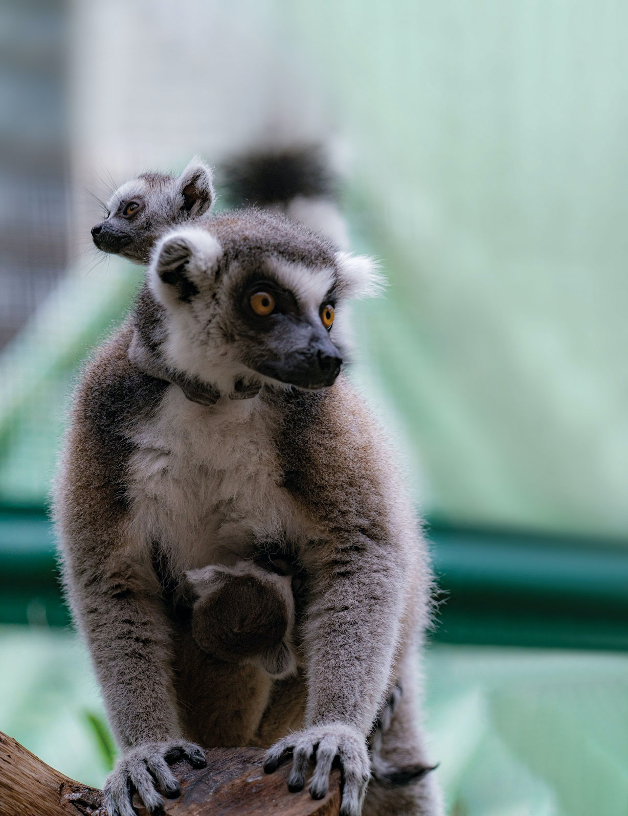 Ring-tailed lemurs