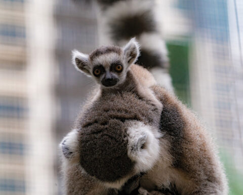 Ring-tailed lemurs