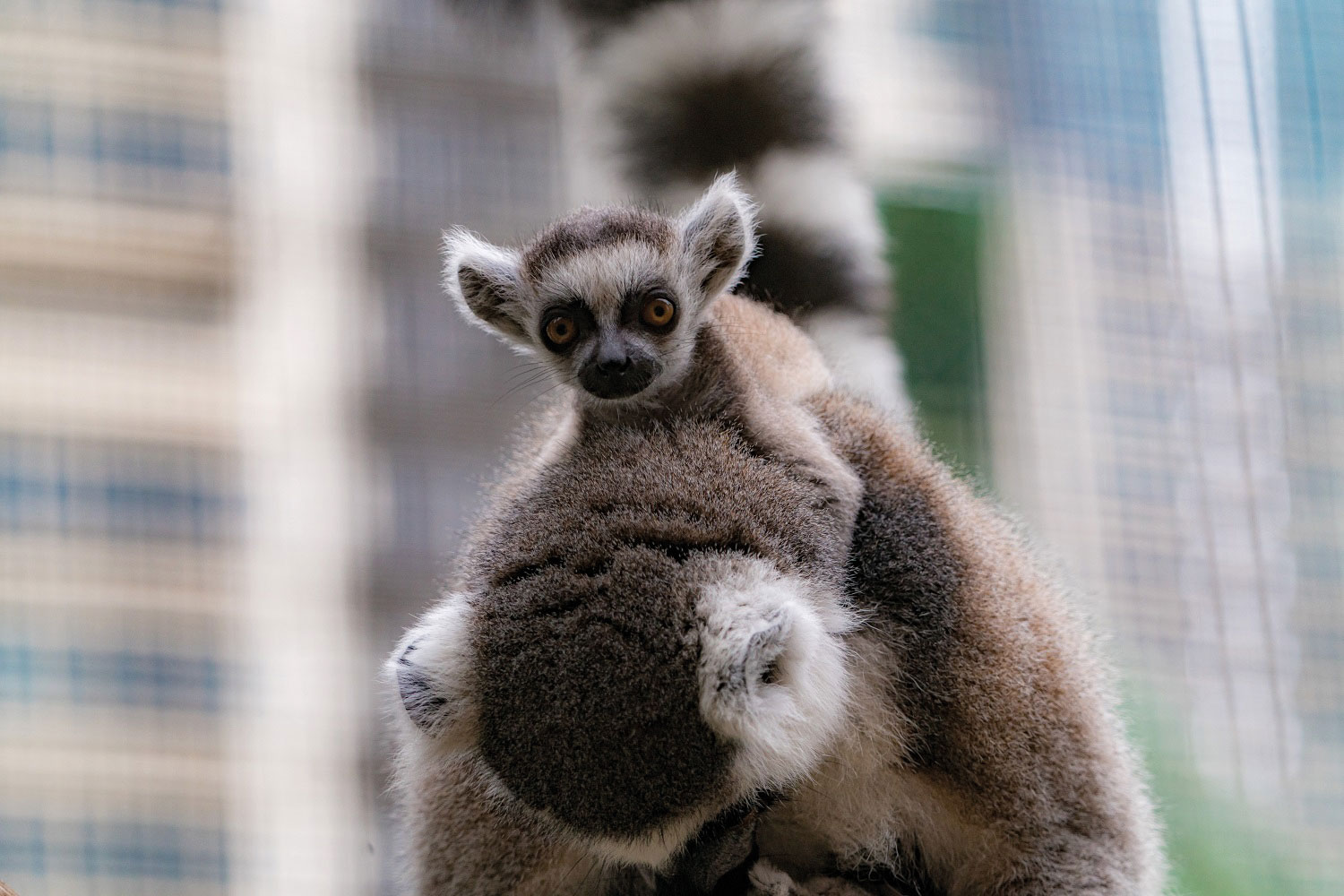 Picture: Ring-tailed lemur marking territory