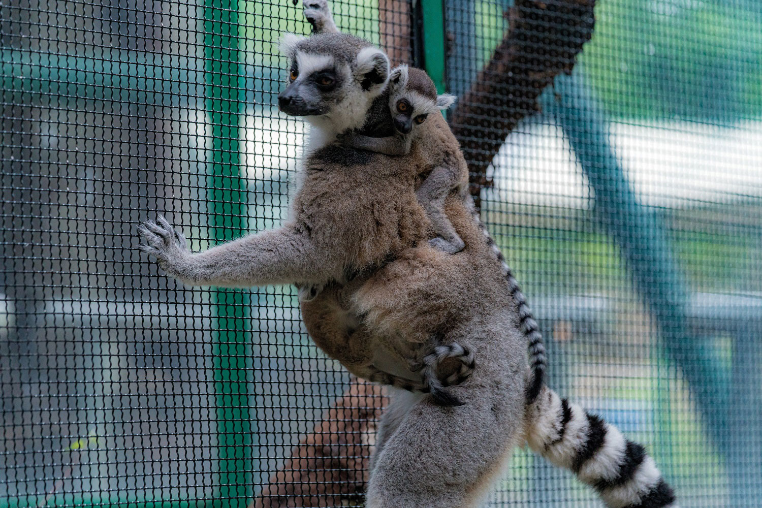 Ring-tailed lemurs