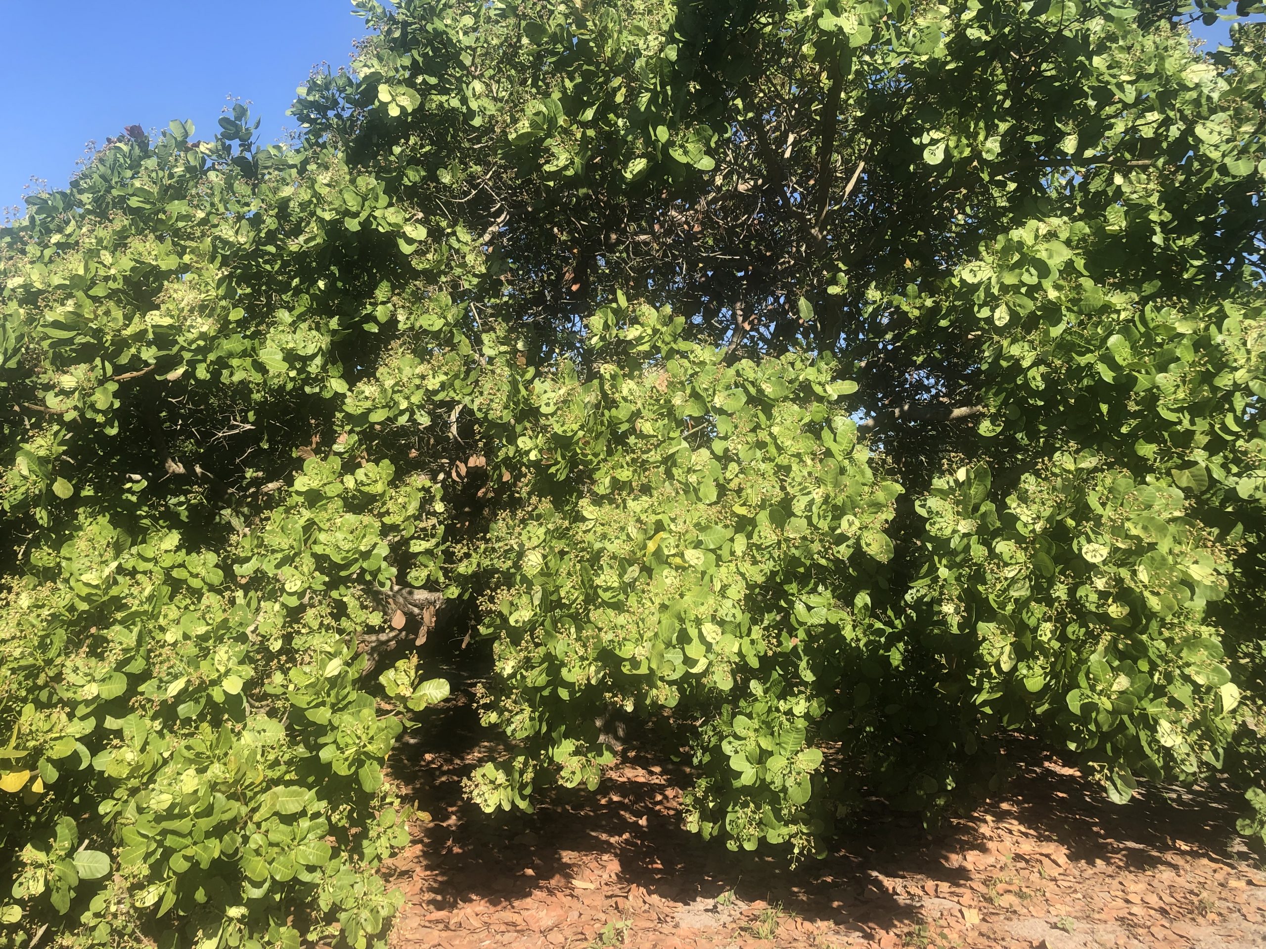 Ekithi cashew trees