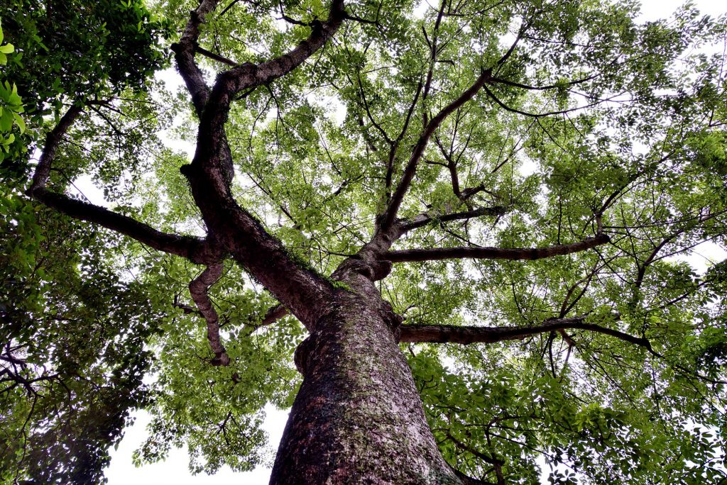 Bomba ceiba tree inside Lou Lim Ioc Garden