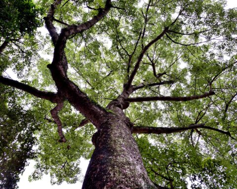 Bomba ceiba tree inside Lou Lim Ioc Garden