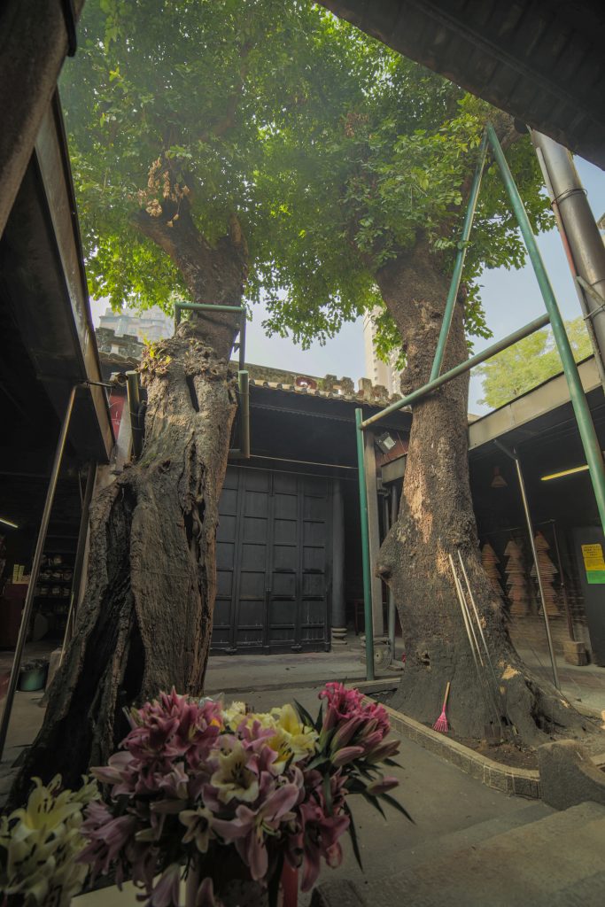 Kun Iam Ancient Temple courtyard tree