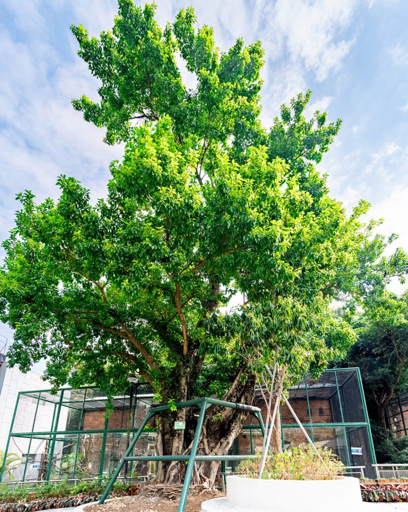 Third-Class Ancient Tree inside Seac Pai Van Park