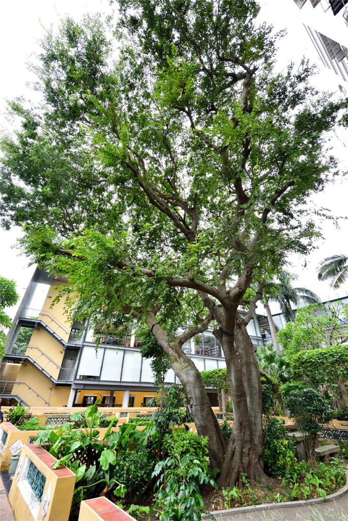 Hackberry tree inside Sir Robert Ho Tung Library