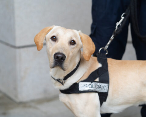 PSP - Public Security Police Force