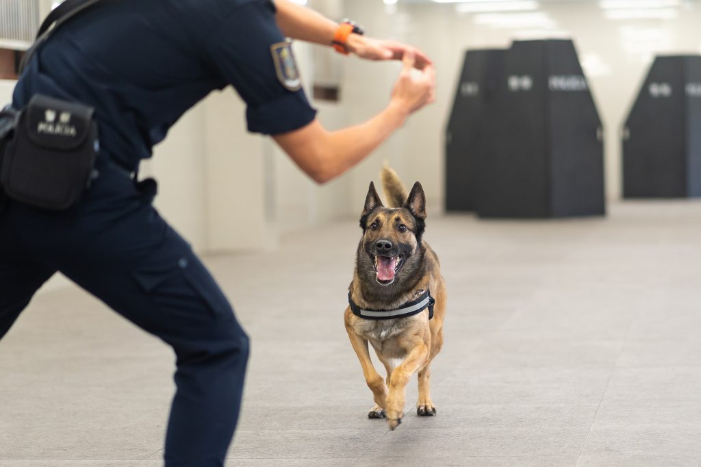 Jerry - Belgian malinois - PSP - Public Security Police Force