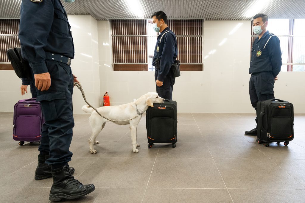 Lucy -Labrador retriever - PSP - Public Security Police Force