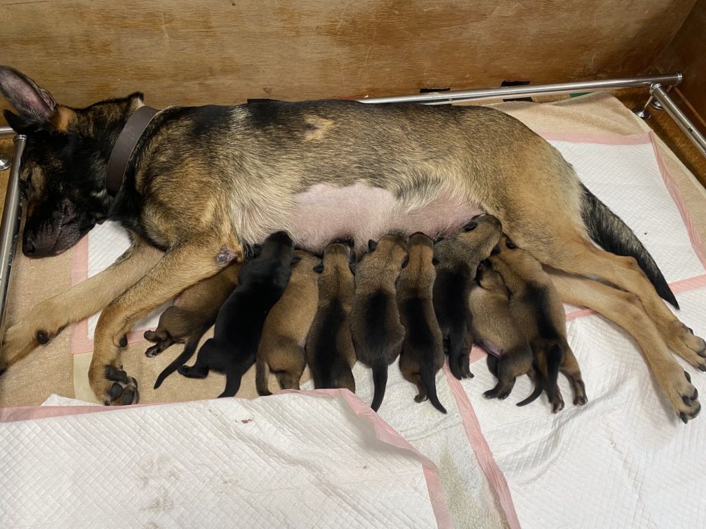 Belgian malinois puppies - PSP - Public Security Police Force