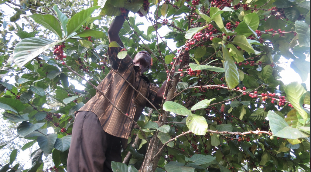 Angolan coffee