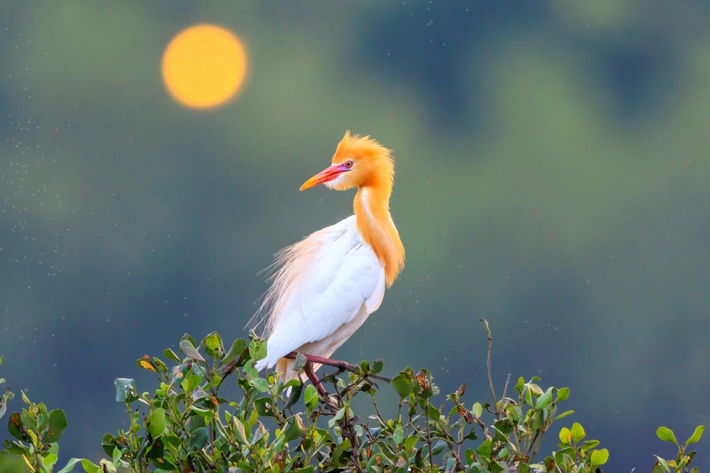 Cattle egrets