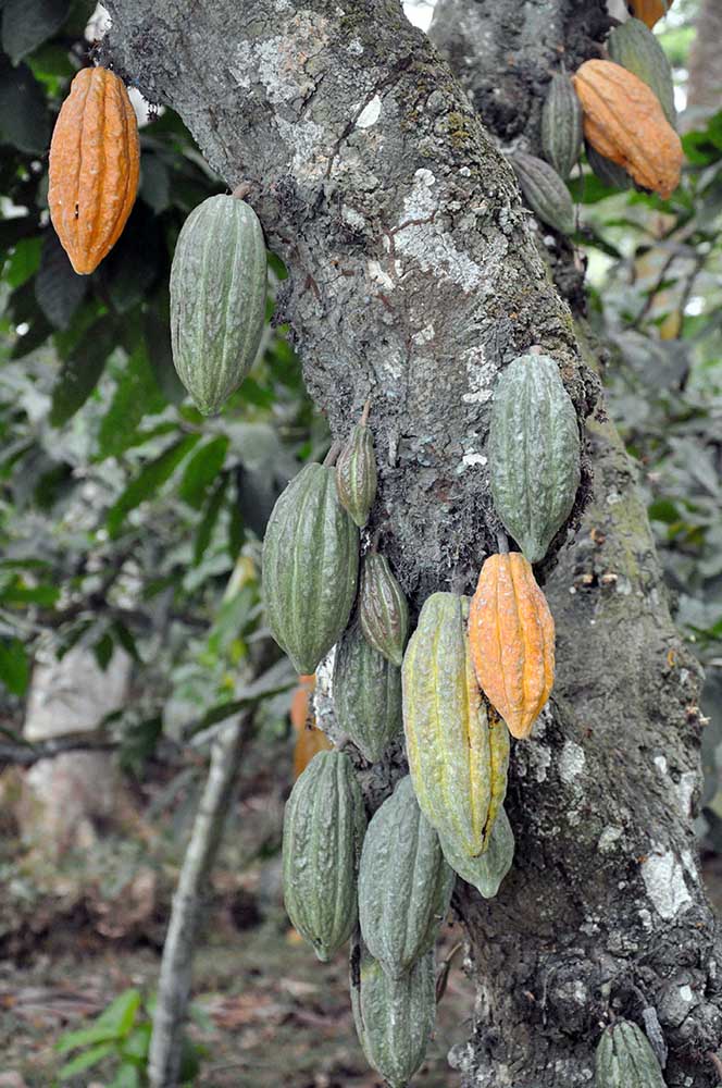 São Tomé and Príncipe