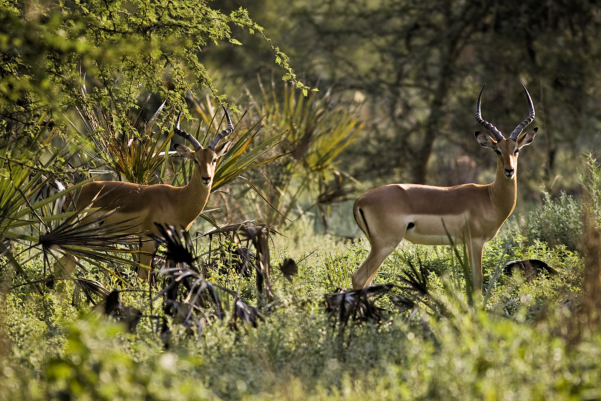 Gorongosa National Park