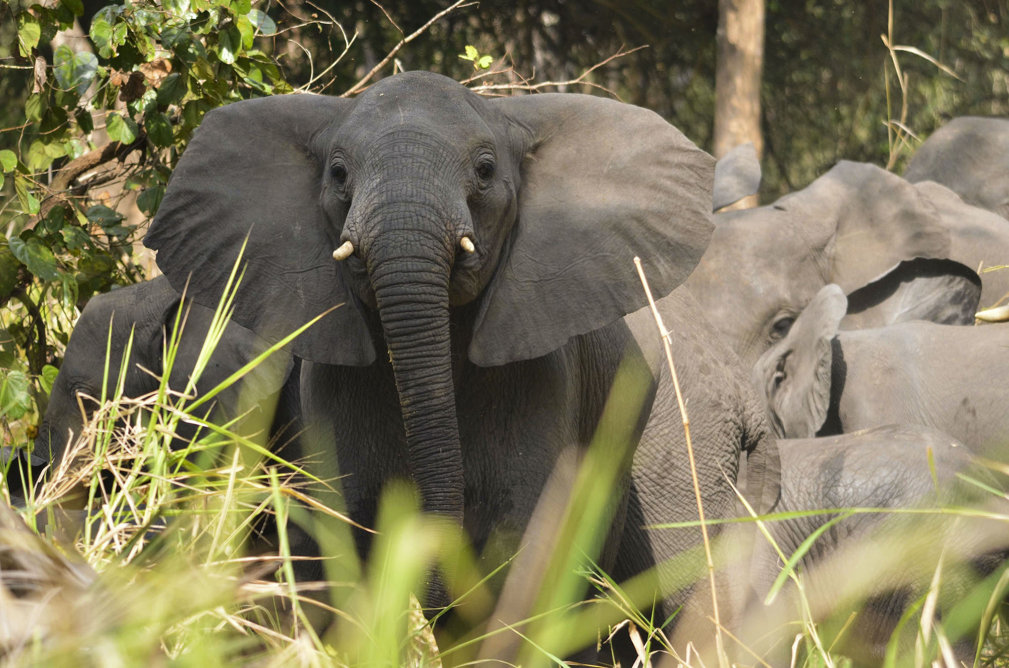 Gorongosa National Park