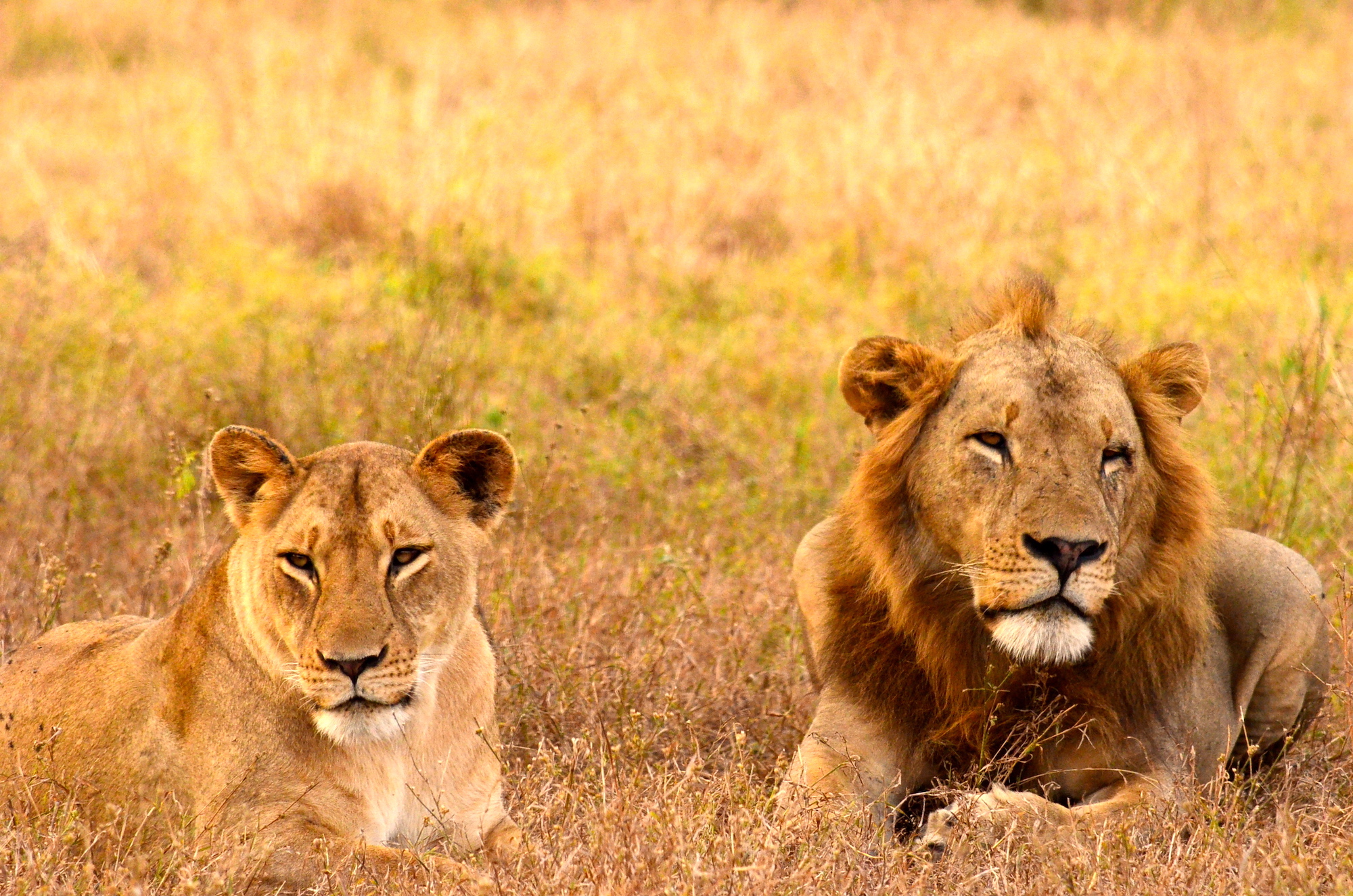 Gorongosa National Park