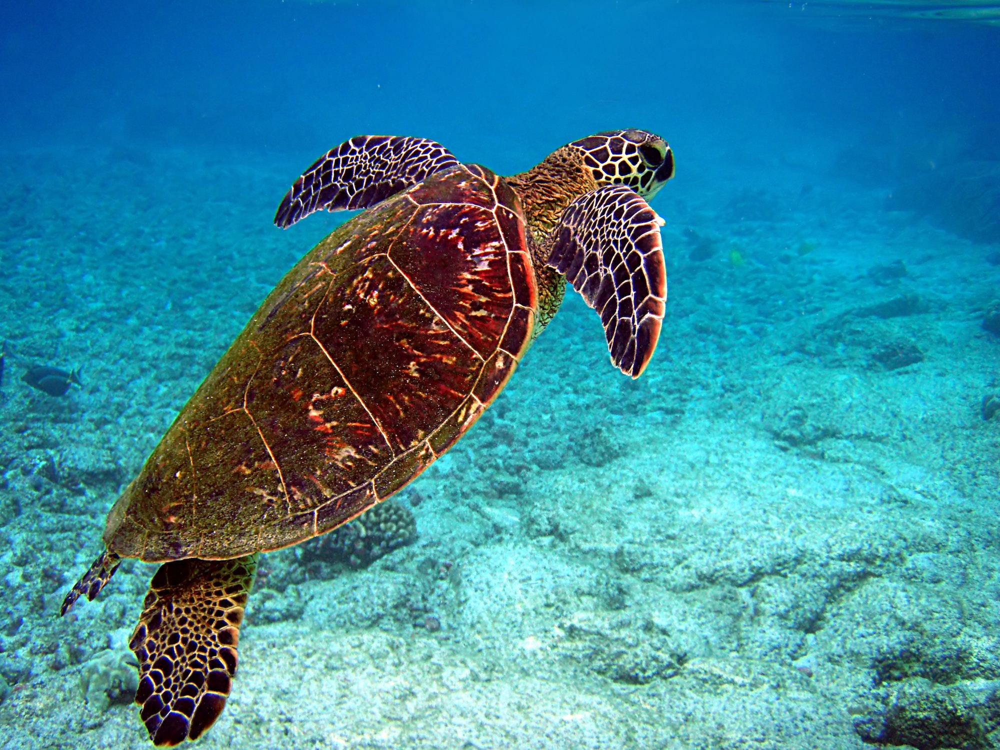 Green turtle