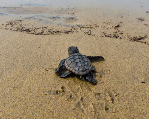 sea turtle