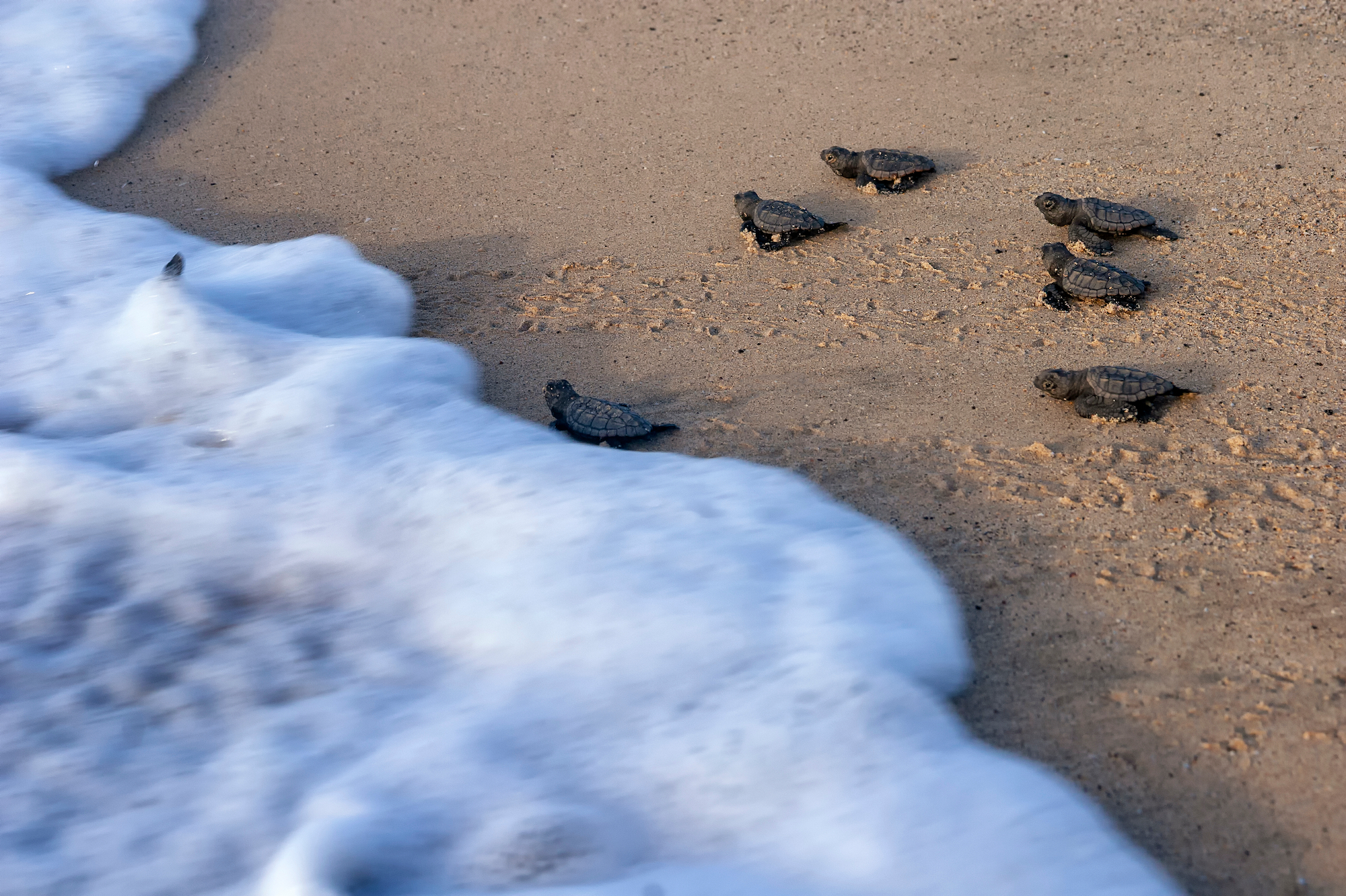 Loggerhead sea turtles make their way to the sea after being born