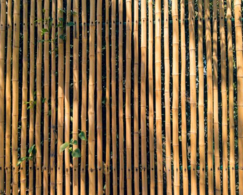 Bamboo scaffolding