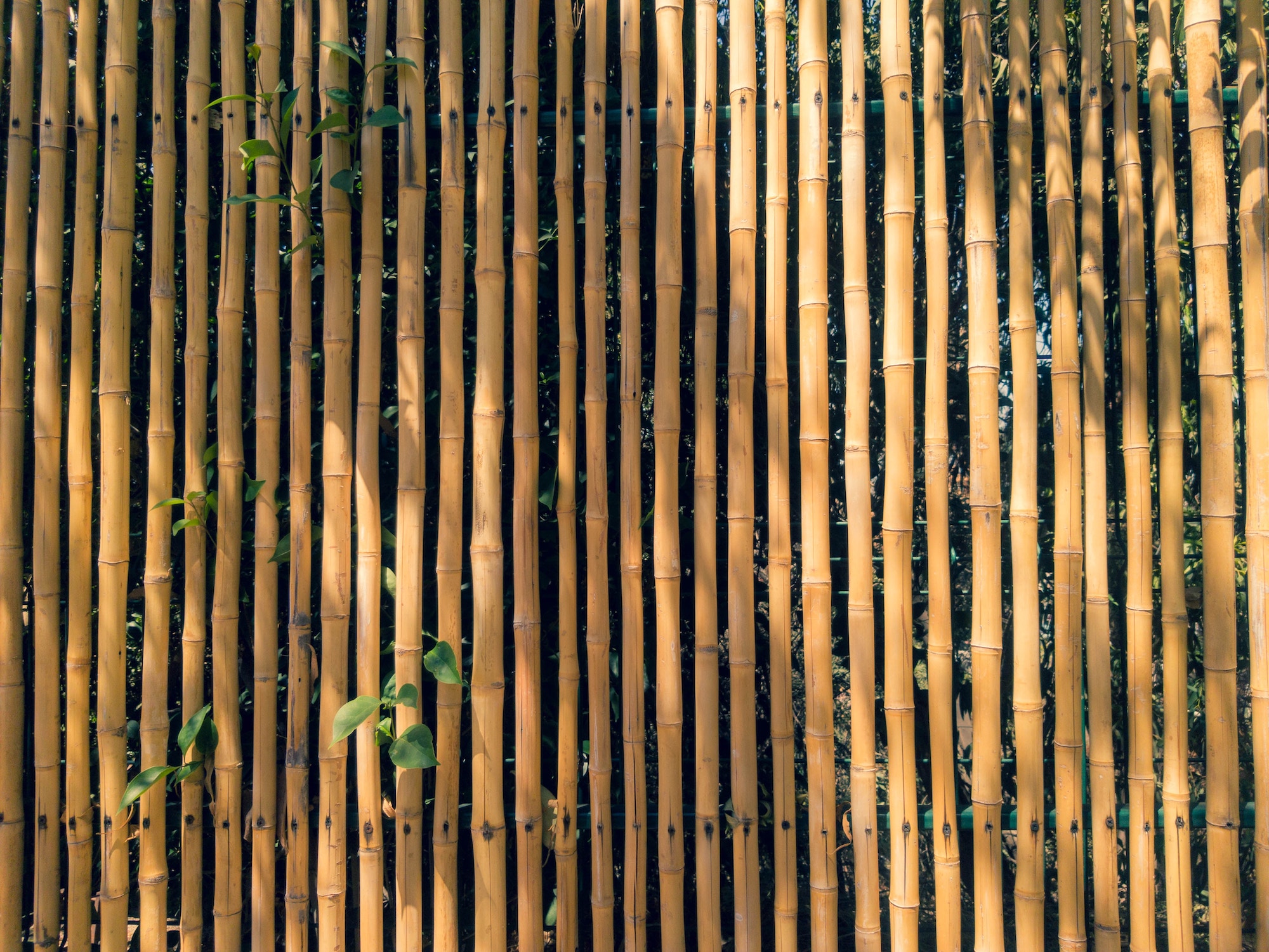 Bamboo scaffolding