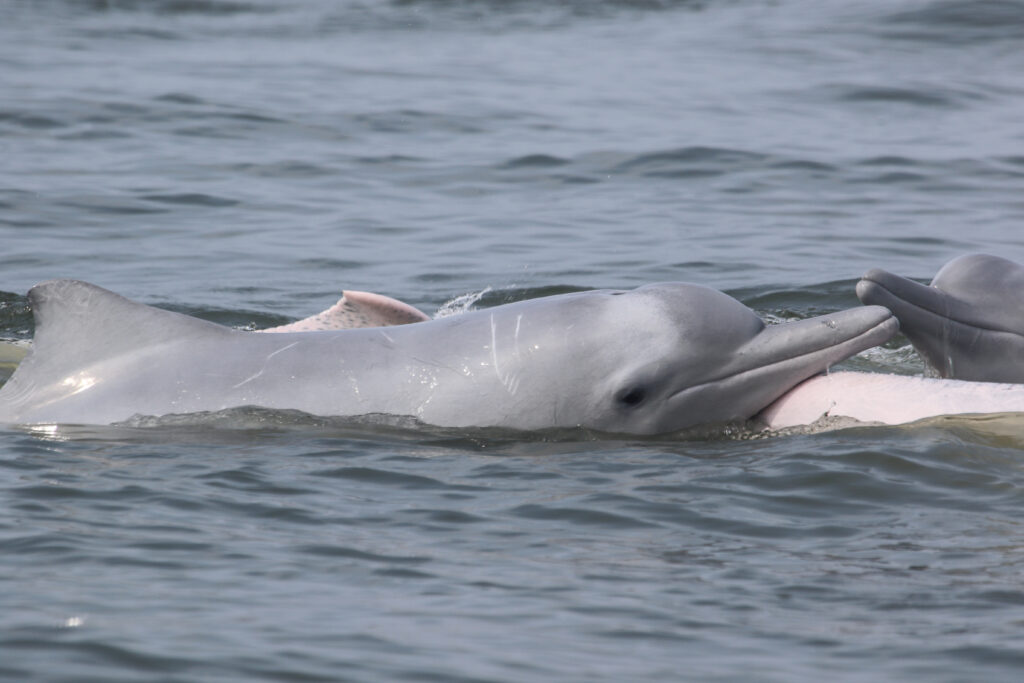 Picking out mature Chinese white dolphins is a lot easier than spotting the much darker youngsters