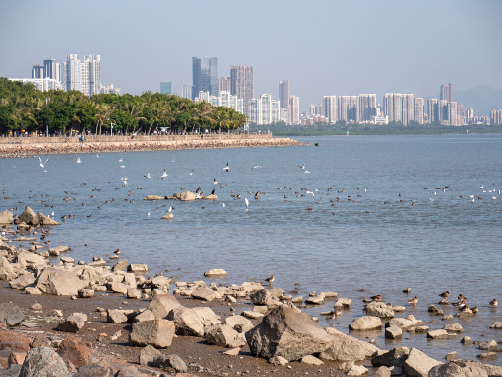 Shenzhen Bay Park is the winter residence of many migratory birds