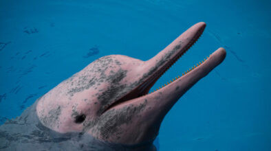 Born a dark gray colour, Chinese white dolphins gain their mottled pink hue as the mature