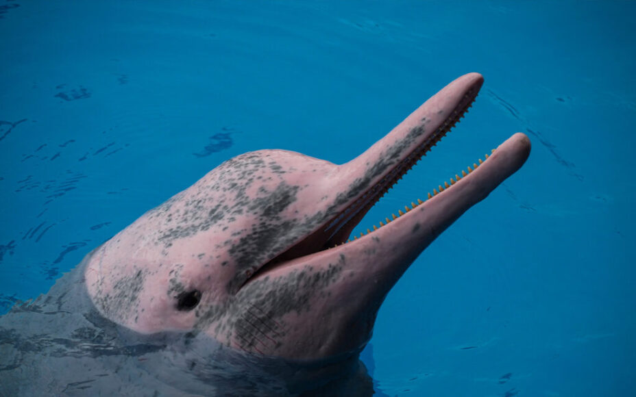 Born a dark gray colour, Chinese white dolphins gain their mottled pink hue as the mature