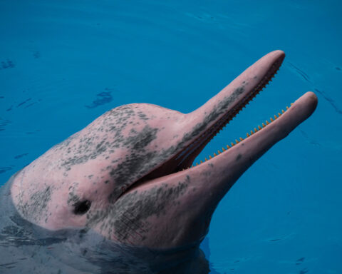 Born a dark gray colour, Chinese white dolphins gain their mottled pink hue as the mature