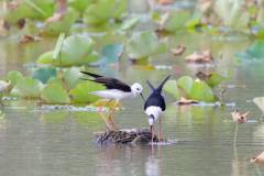 The black-winged stilt (Himantopus himantopus) is known for its black wings and beak, its long orange-red legs and its constant high-pitched warning calls. In 2021, Monteiro recalls it as the “first time seeing them breed in Macao”. They arrive in late spring or at the beginning of summer