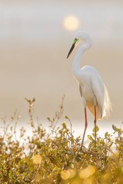 Also known as the common egret, the great egret (Ardea alba) can travel up to 40 km an hour. In winter, the bird’s beak and face turn orange. In this picture, the beak is black and the eye is red, which indicates that the bird is laying eggs – the red eye colour often lasts for only a week, before returning to its normal yellow