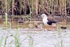 Female black-winged stilts normally lay four eggs, and their chicks leave the nest just an hour or two after hatching