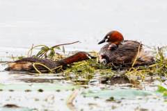 Little grebes lay two to three eggs per breeding season. The bird is known to breed with only one mate