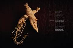 Ginseng