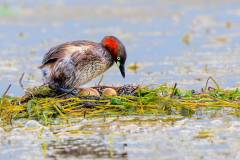Often confused for a duck, the round-looking, fluffy little grebe (Tachybaptus ruficollis) is a water bird that can be noisy. These are resident birds you can find year-round. When they breed in the summer, their heads and necks turn red, but in winter they change to brown