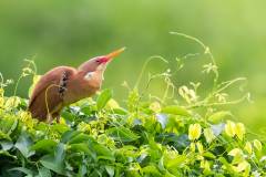 Cinnamon bittern (Ixobrychus cinnamomeus), also known as chestnut bittern, is a brownish-red bird commonly found in India, China and Southeast Asia. This bird breeds in tropical and subtropical areas in May and June, similar to cattle egrets