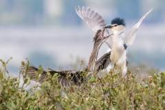 Black-crowned night herons (Nycticorax nycticorax) mate within one or two days after pairs bond