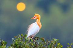 As its name suggests, cattle egrets (Bubulcus ibis) follow cattle around to feed on insects that gather on them. During the winter, the bird is white as snow, making its orange beak stand out. But in this picture, taken during the breeding period in May, the colour of the bird's head and neck has changed to orange, while the beak has turned purple and red