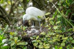 Little egrets (Egretta garzetta) lay up to five bluish-green eggs above ground or water, and in trees and bushes, which are then cared for and incubated by both parents. This resident bird breeds in May or June