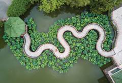 This aerial shot of a water walkway surrounded by lotus plants is in Lou Lim Ieoc Garden, a garden built by merchant Lou Kau in 1906.